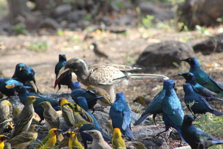 Addis Ababa: 2-Day Awash National Park Tour & Hot Springs