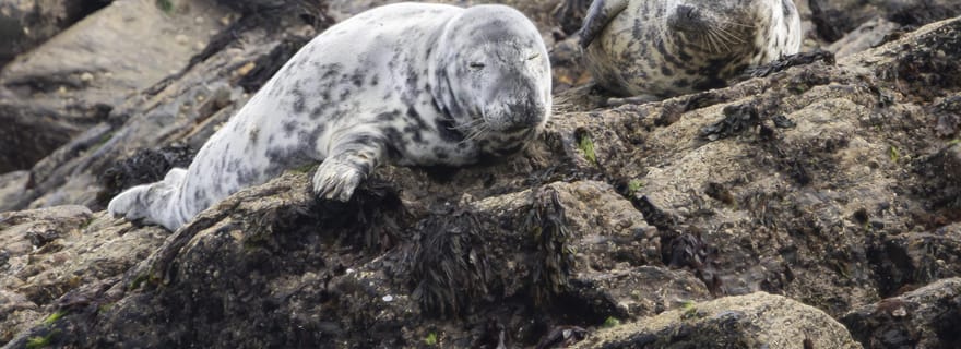 Penzance : excursion en bateau pour observer la faune sauvage de Mounts Bay