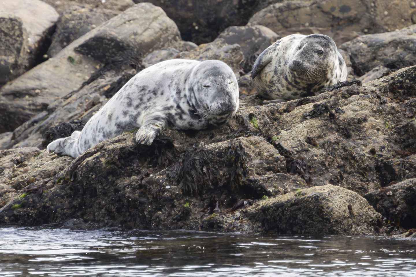 Penzance: Tour in Barca a Land's End con Guide Naturalistiche