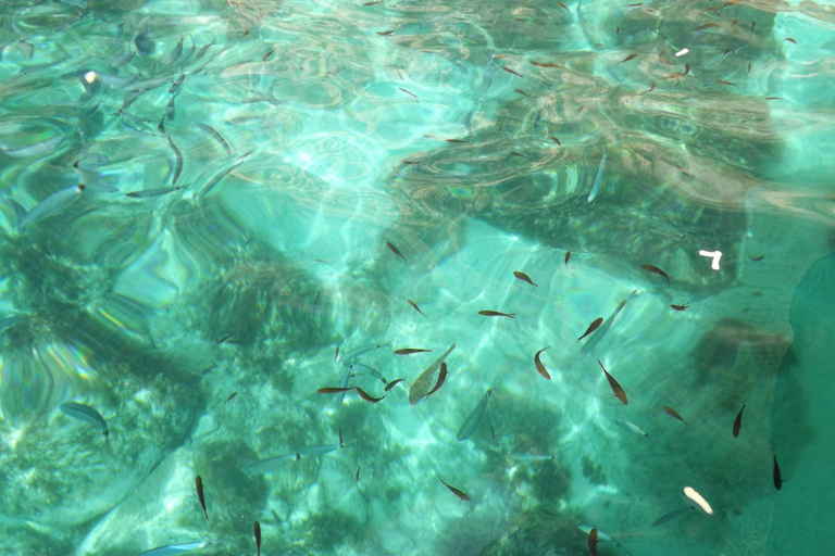 Comino:Blaue Lagune, Kristalllagune, Höhlen, Privatboot Malta