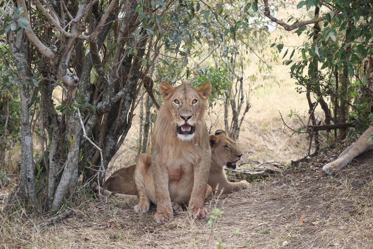 Nairobi: 3-Day, 2-Nights Maasai Mara Big Five Safari