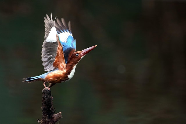 Discover Birding heaven at Sultanpur in a day from Delhi