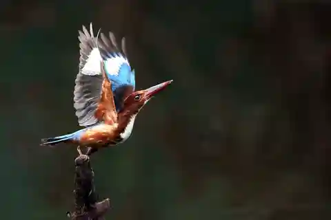 Discover Birding heaven at Sultanpur in a day from Delhi