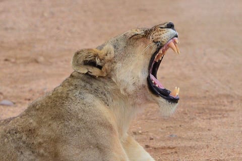 All-Inclusive 1-Night Big Five Safari Tour from Cape Town