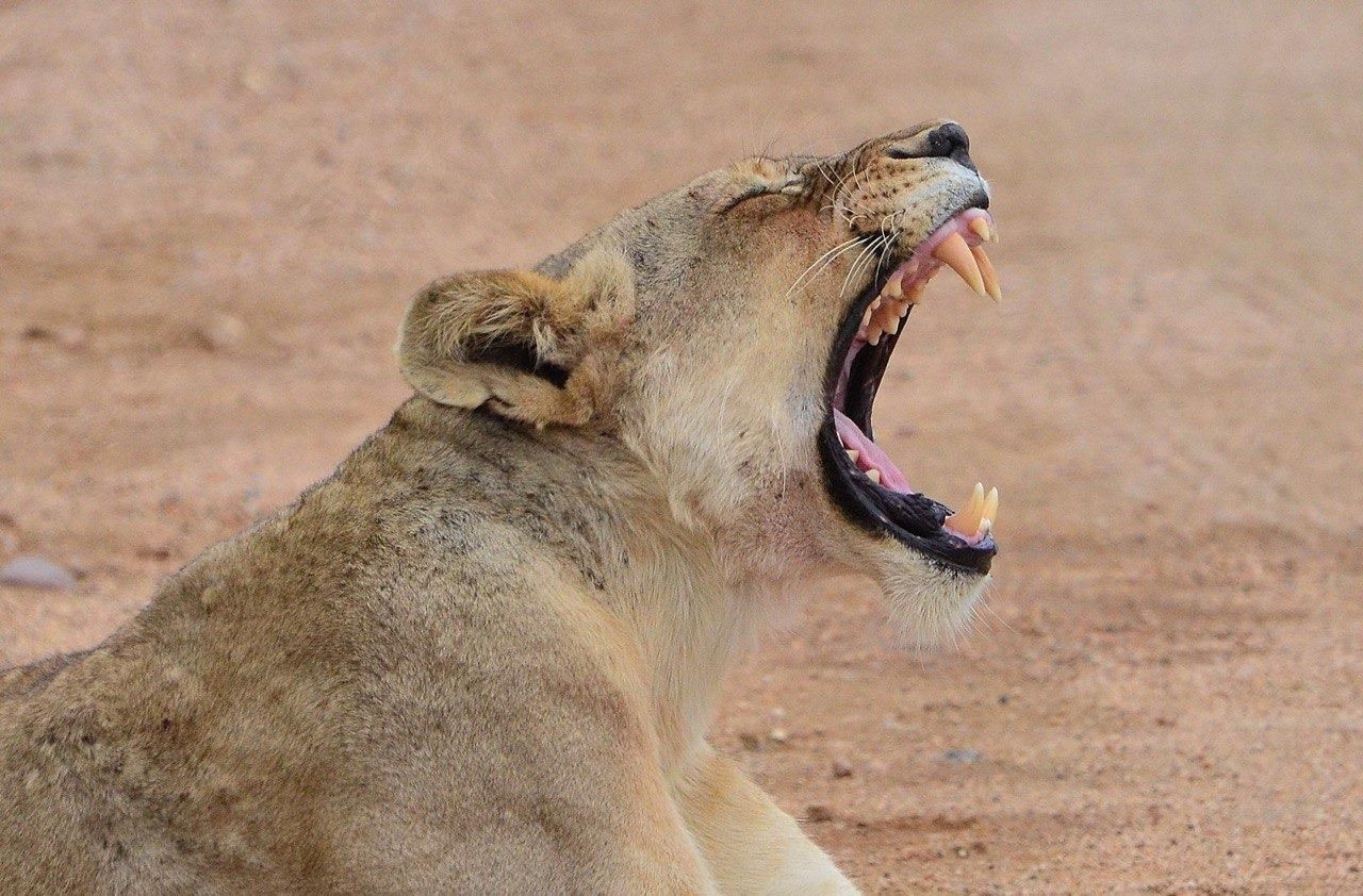 All inclusive 1 Nacht Big Five Safari Tour ab Kapstadt