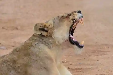Safari Big Five tout compris d'une nuit au départ du Cap