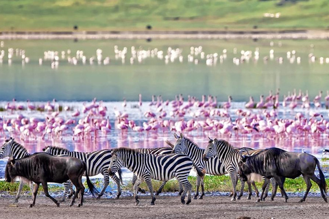 Kilimanjaro: 3-Day Serengeti and Ngorongoro Safari Tour