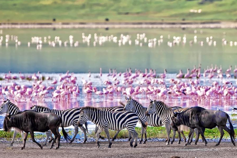 Kilimanjaro: 3-Day Serengeti and Ngorongoro Safari Tour