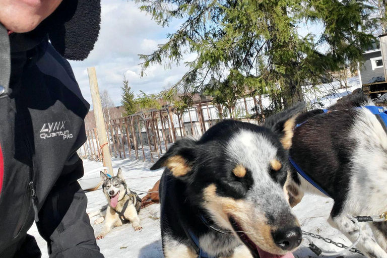 Rovaniemi: husky-safari met transfers en warme dranken