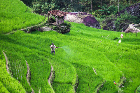 Yogyakarta: Subida a Borobudur Senderismo por los arrozales de Selogriyo