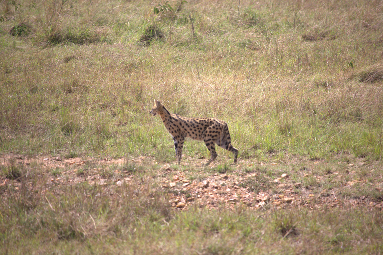 Nairobi: Sunrise Wildlife Safari with Hotel Pickup