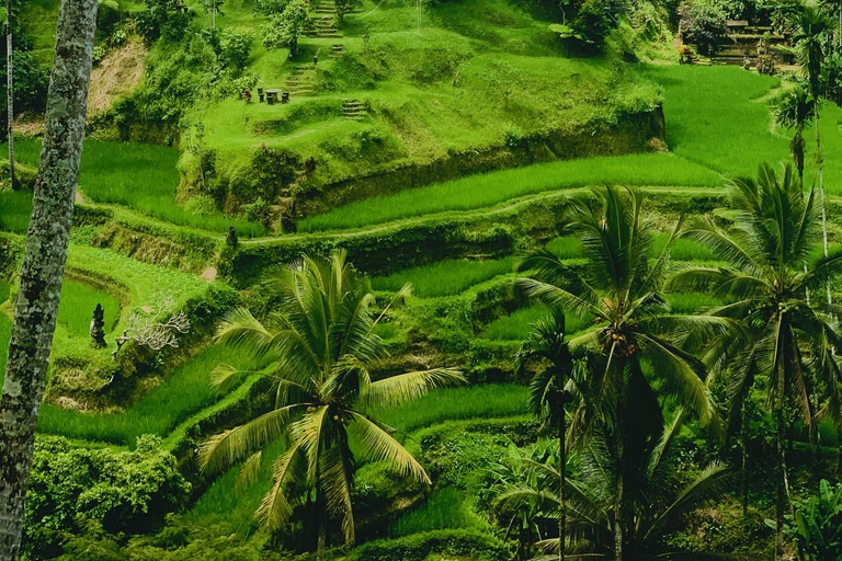 Ubud: Waterfalls, Sacred Monkey Forest & Rice Terraces Tour Private Half-Day Tour (5-6 Hours)