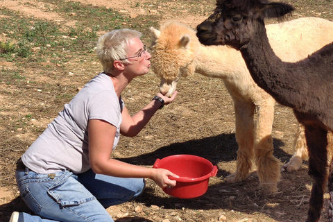 Felanitx, Maiorca: Esperienza di avvicinamento agli alpaca