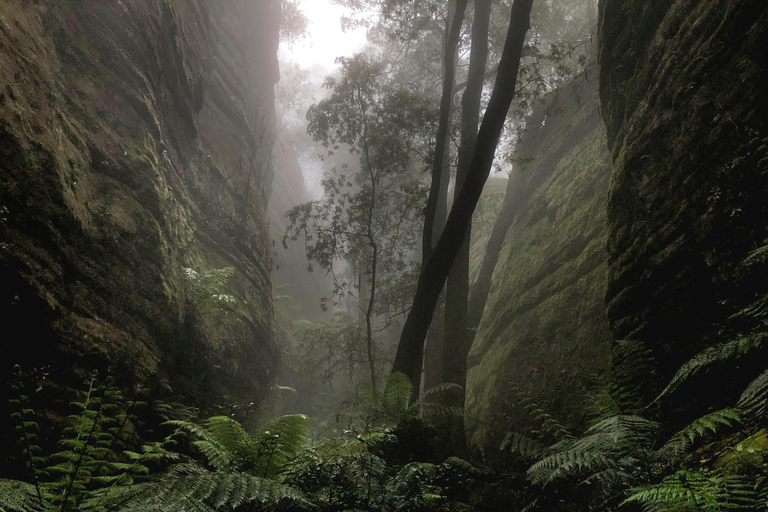 Intimate Blue Mountains Wild Kangaroos, Wilderness & Sunset