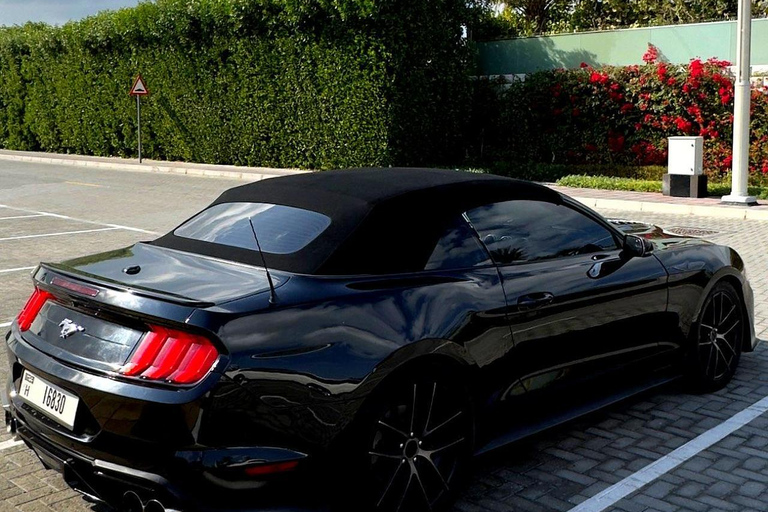 迪拜：卡布里奥野马之旅。奢华野马之旅