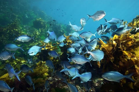 Goat Island Marine Reserve: Full-Day Dive Charter - Image 2