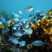 Goat Island Marine Reserve: Full-Day Dive Charter