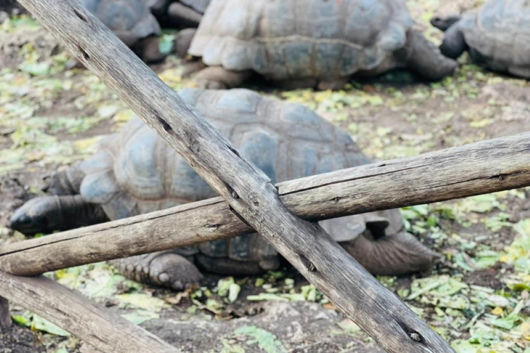 Zanzibar: Wycieczka piesza po Kamiennym Mieście + Wyspa Więzienna i przyprawy