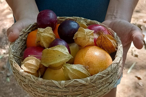 Santander: BioTour wild bees honey and more. Bee Masterclass + honey tasting or beeswax candle tasting