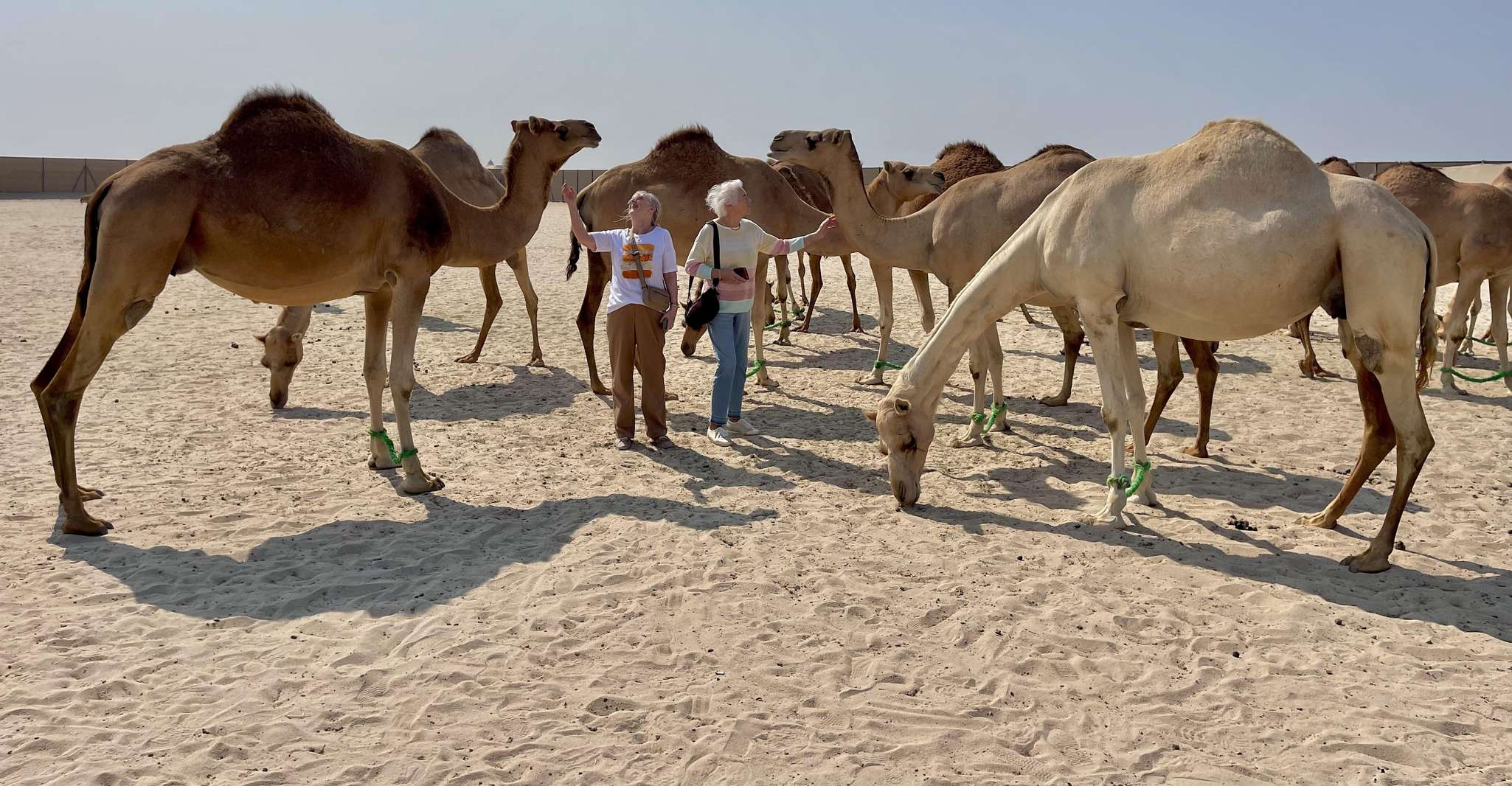 Manama: Tour from the South to the North of Bahrain photo 7
