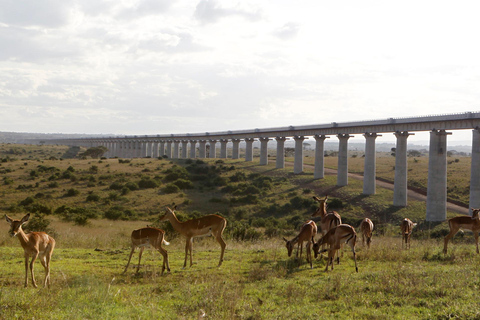 Nairobi Park Game Drive Guided Tour With Free Hotel Pick up