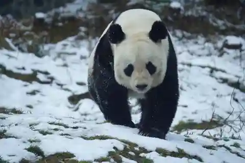 Chengdu: Panda Base, Farmer's Market, and Cooking Class