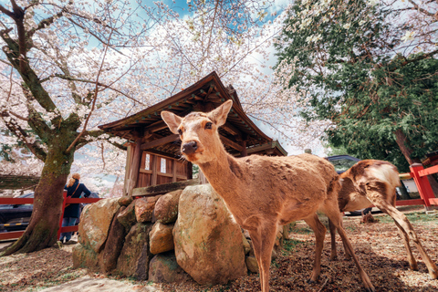 Nara Revealed: Ancient Temples, Sacred Deer & Local Stories