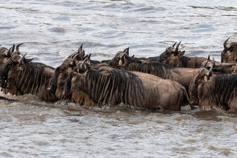 Nairobi: Safari de 3 dias em Maasai Mara com alojamento.AW