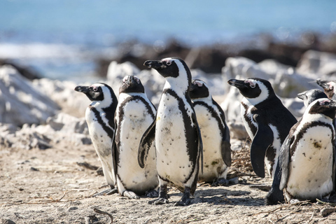 Gansbaai : Tour en bateau du Big 5 marinTransferts depuis Le Cap