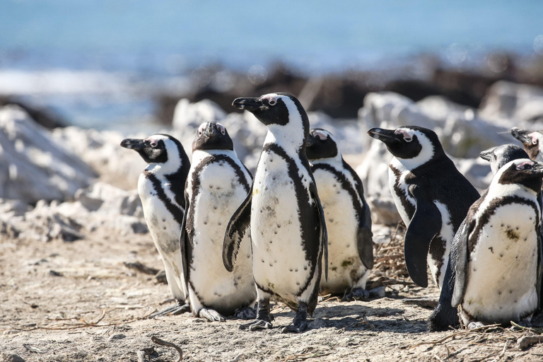 Gansbaai: Marine Big 5 Boat tour Tour with Transfers from Cape Town