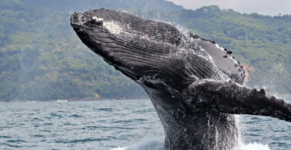 Punta Cana: Private Whale Watching Samaná Bay Half-Day
