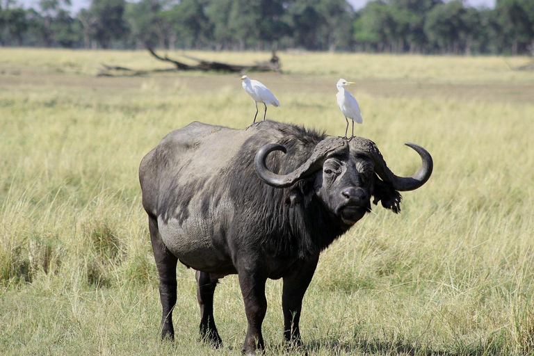 Vanuit Nairobi: Crescent Island Safari ExperienceVanuit Nairobi: Crescent Island Safari-ervaring