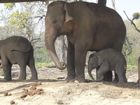 Tour del parco nazionale di Chitwan - Housity