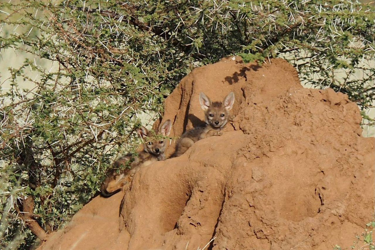 3 Days, 2 nights safari to Samburu National Reserve 3 Days private safari in a 4x4 Landcruiser jeep
