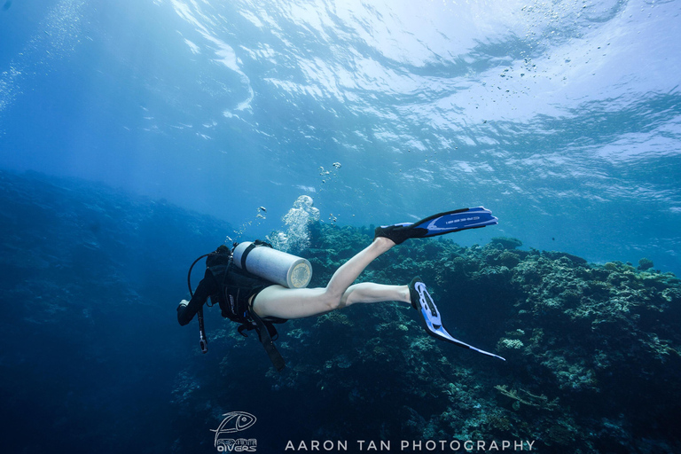 Fisheye Divers : Découvrez la plongée sous-marine