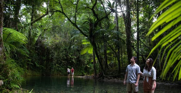 Southern Daintree Explorer Tour - Half Day