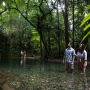 Southern Daintree Explorer Tour - Half Day Southern Daintree Explorer Tour - Half Day