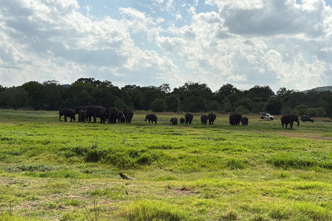 From Colombo: Sigiriya, Dambulla & Minneriya Safari Day Tour