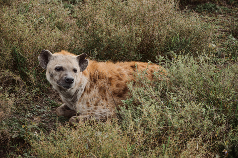 Z Zanzibaru: Safari w Selous G.R. z noclegiem i lotemwspólne safari