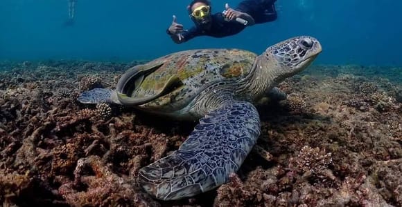 From Koh Samui: Koh Tao & Koh Nang Yuan Speedboat Day Trip
