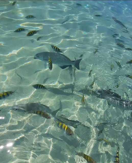 Slots Roatan Roatan Snorkeling + Sloths | GetYourGuide