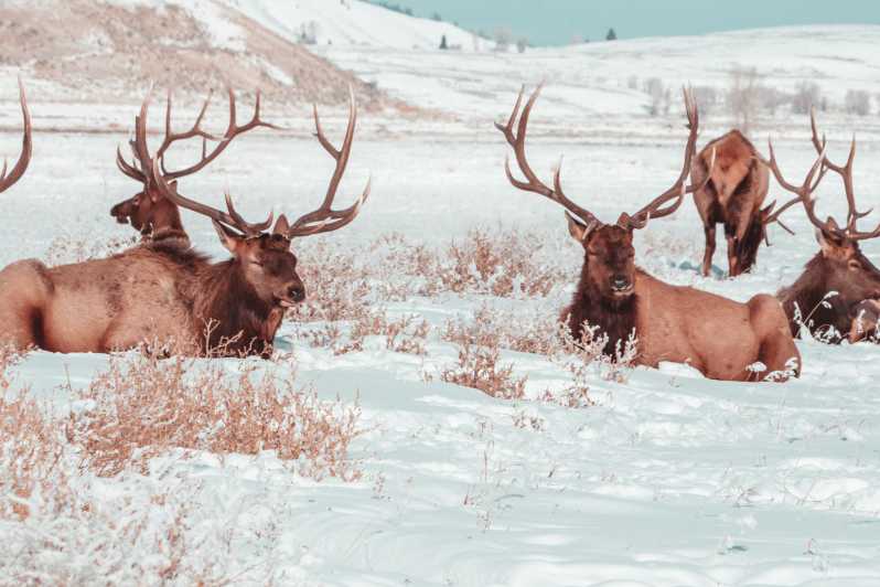 4-dniowa zimowa wycieczka do Yellowstone