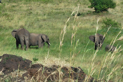 Tour di gruppo di 3 giorni nel Masai Mara