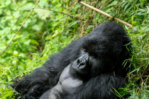 Uganda: 2 days mountain gorilla trekking experience