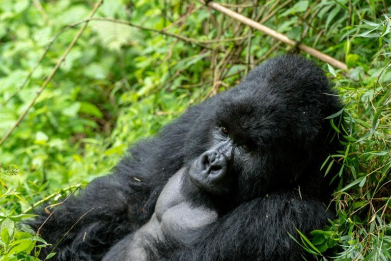 Uganda: 2 days mountain gorilla trekking experience