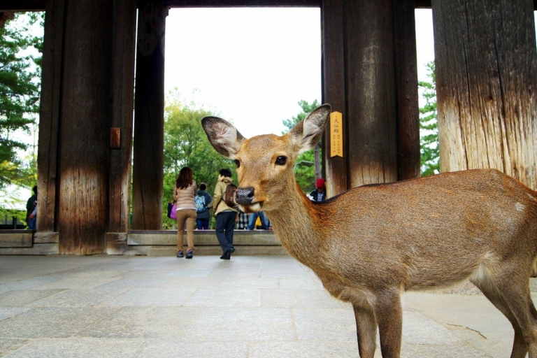 One Day Private Customized Self-Guided Tour in Nara One Day Customized Self-Guided Tour in Nara