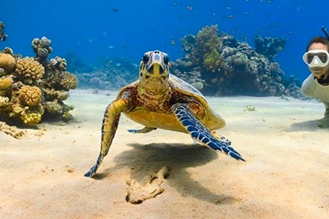Bohol Dolphin Watching & Sea Turtle Swim Island Hopping Tour Pier – Meet-up Point