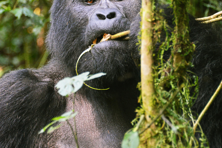 5 giorni di Parco nazionale dei Gorilla, del Lago Bunyoyi e del Lago Mburo