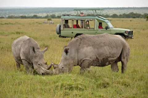 From Nairobi: Overnight Ol Pejeta Conservancy Safari