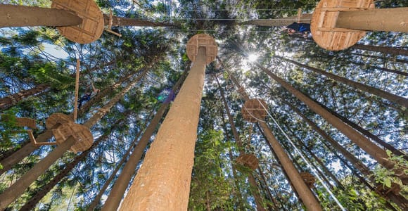 Pennant Hills: Tree Ropes Course Session